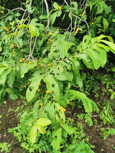 Botoncillo (Casearia) (Casearia corymbosa)