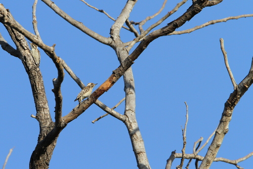 Brown-backed Woodpecker (Dendropicos obsoletus), photo 2