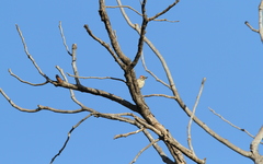 Chloropicus obsoletus