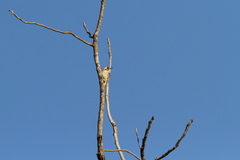 Chloropicus obsoletus