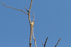 Chloropicus obsoletus