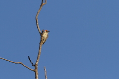 Chloropicus obsoletus