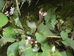 Begonia fimbristipula