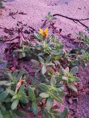 Pectis multiflosculosa