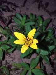 Pectis multiflosculosa