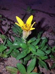 Pectis multiflosculosa