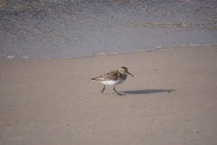 Calidris alpina