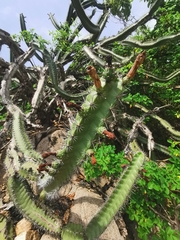 Stenocereus standleyi
