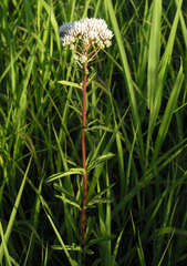 Eupatorium lindleyanum