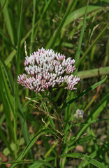 Eupatorium lindleyanum