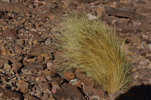 Stipa frigida