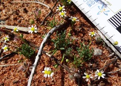 Brachyscome lineariloba