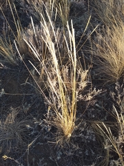 Koeleria macrantha macrantha