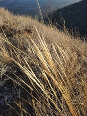 Koeleria macrantha macrantha