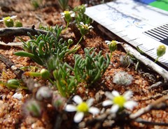 Brachyscome lineariloba