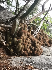 Mammillaria mazatlanensis