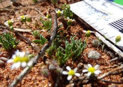 Brachyscome lineariloba