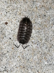 Porcellio obsoletus