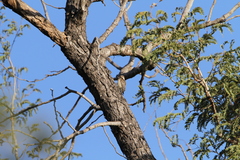 Chloropicus obsoletus