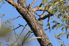 Chloropicus obsoletus
