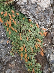Petrophytum hendersonii