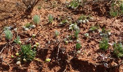 Brachyscome lineariloba