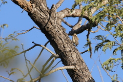 Chloropicus obsoletus