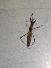 Sastrapada baerensprungi