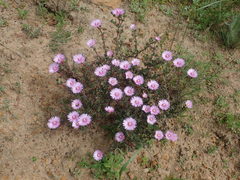 Lampranthus leptaleon