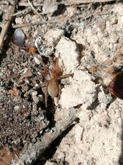 Arctosa personata