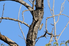 Chloropicus obsoletus