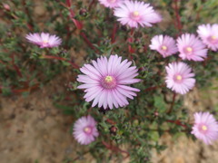 Lampranthus leptaleon