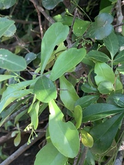 Putterlickia verrucosa