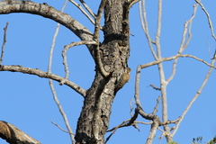 Chloropicus obsoletus