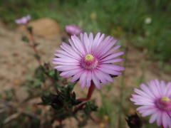 Lampranthus leptaleon
