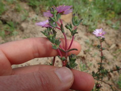 Lampranthus leptaleon
