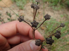 Lampranthus leptaleon