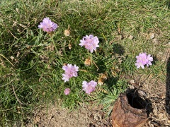 Armeria maritima maritima