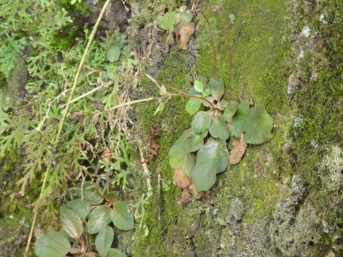 Oreocharis auricula