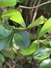 Putterlickia verrucosa