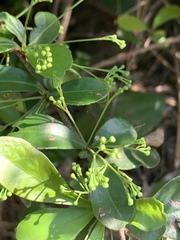 Putterlickia verrucosa