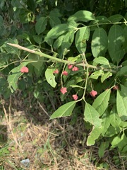 Euonymus europaeus