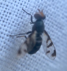Herina lugubris