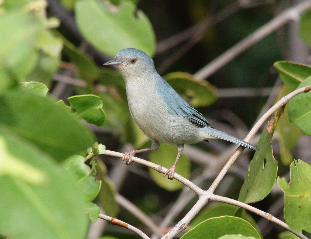 Bicolored Conebill photo