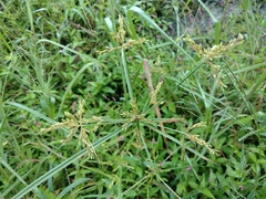 Cyperus iria
