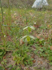Albuca acuminata