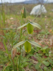 Albuca acuminata