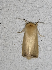 Sesamia nonagrioides