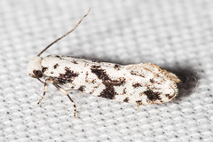 Nemapogon defectella