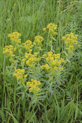 Euphorbia stepposa